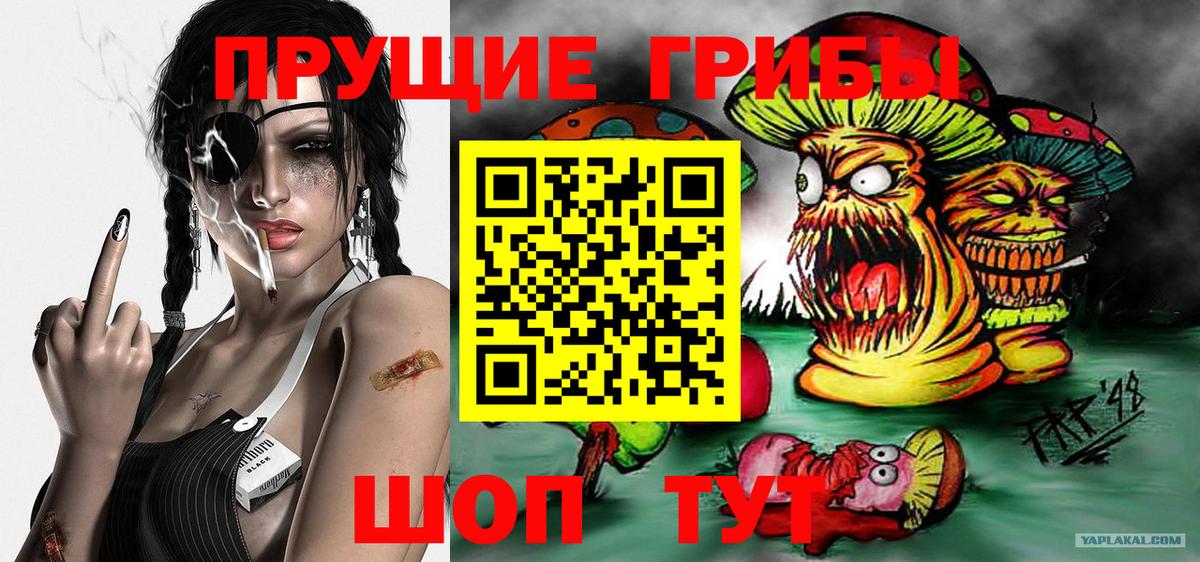 Псилоцибиновые грибы Psilocybe  Вход с VPN  Черкесск 
